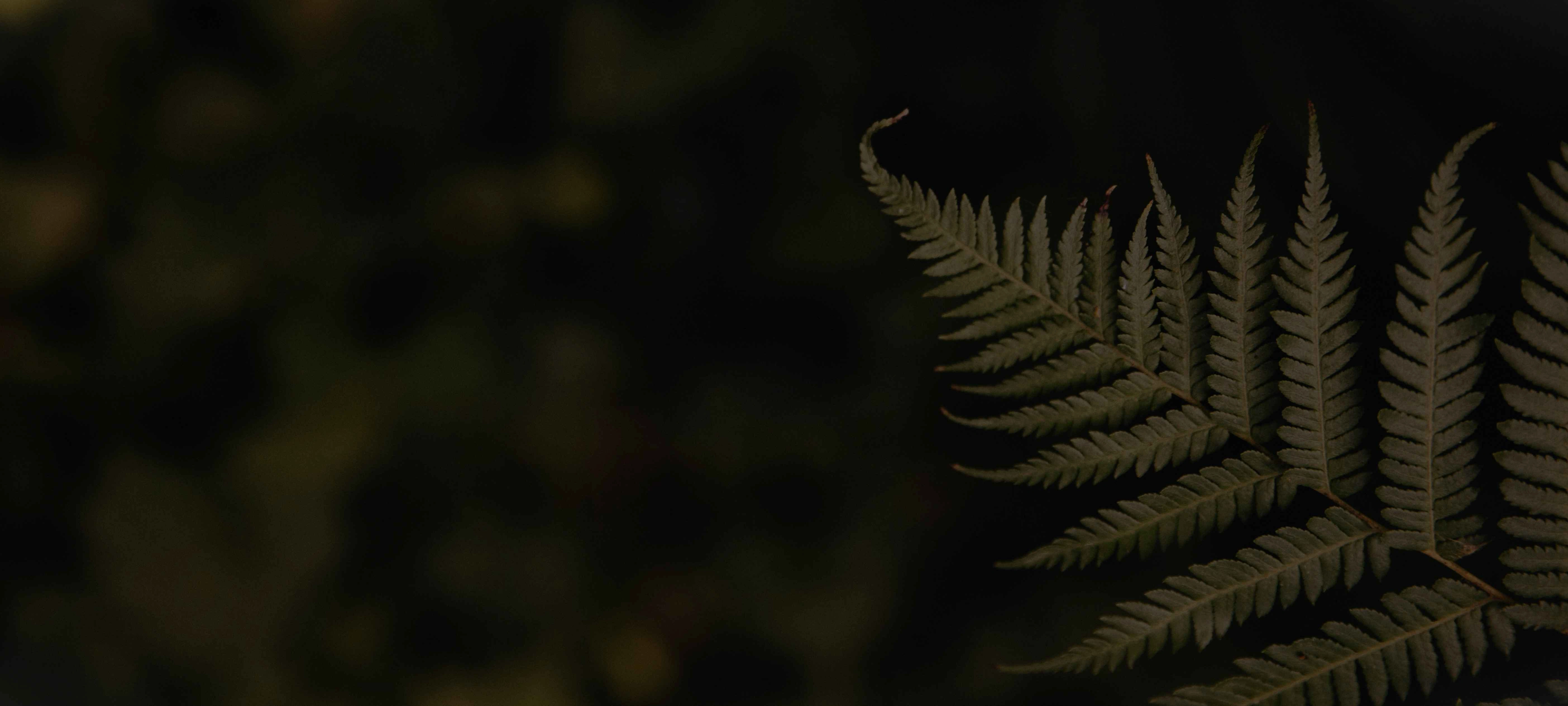 Footer Background